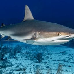 information about finding diving and scuba jobs
