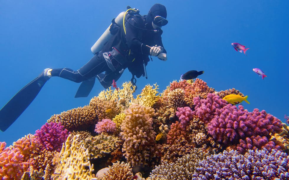 Coral Reef