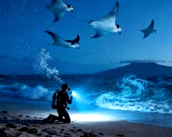 Professional scuba instructor job platform - Scuba Jobs Worldwide Operations