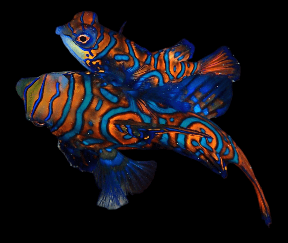 Global Dive Jobs