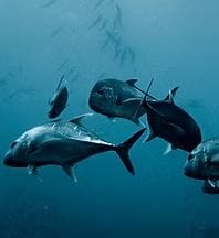 Global Dive Jobs