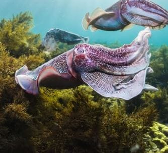 Global Dive Jobs