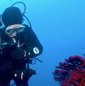 Global Dive Jobs